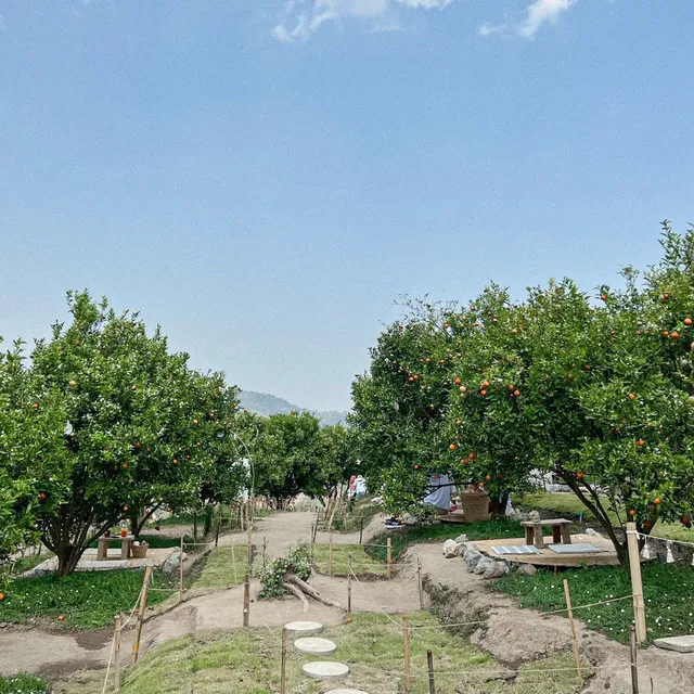 สวนส้มจินจู